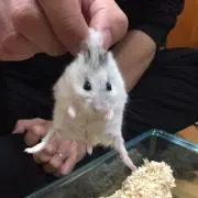 ごぼうの画像
