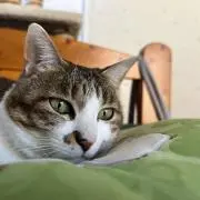 よしりんの画像