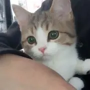タミヤ
