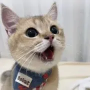 nigoの画像