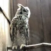 よしおの画像