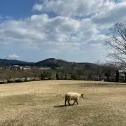 ワイルドの画像