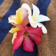 アちゃんの画像