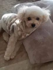 新品タグ定価19800円Dignite collier グレー オールインワン 新品タグ定価19800円Dignite collier グレー オールインワン