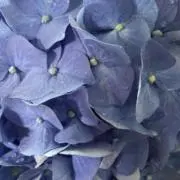 紫陽花の画像