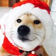 柴犬