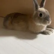 りーちゃんの画像