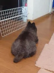 のっちの画像