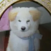 ふけりの画像
