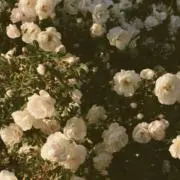 月の画像