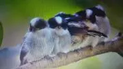 エナガだんご(自己紹介をご覧ください)の画像
