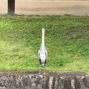 みすず