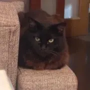 Mimichan