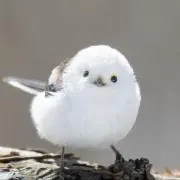 エナガの画像