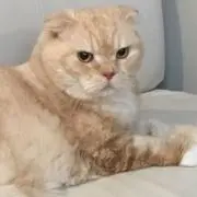 ラベンダー✿