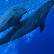 いるみんꕤ*.゜の画像