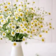 maruの画像