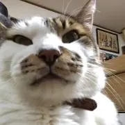 しんちゃん