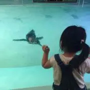 まゆみ