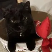 こゆ 即購入⭕️の画像