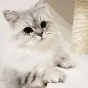 しいな