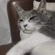 kikiの画像
