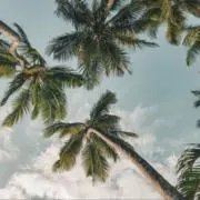 coconutの画像