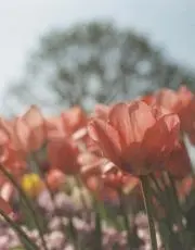えむの画像