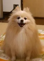ちゅんの画像