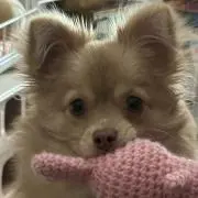 きなこ♪
