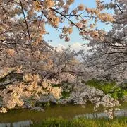 八重桜