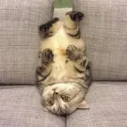 茶トラ猫の画像