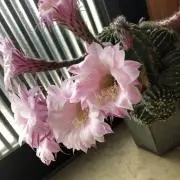 おばばの画像