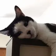 プラド