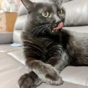 ねねねの画像