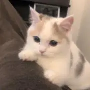 neの画像