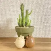 ぴこの画像