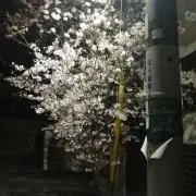 blossomの画像