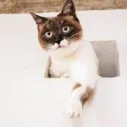 shumaiの画像