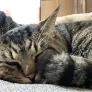 あいすくりーむの画像