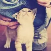 なつめの画像