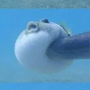 キャリバル