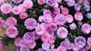 Peonyの画像