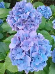 ☆KりゆなQ☆の画像