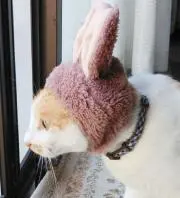みみよんの画像