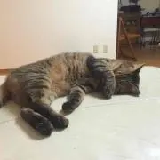 チャム