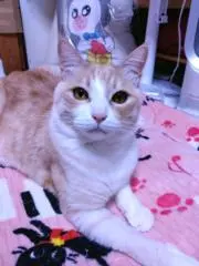ハク