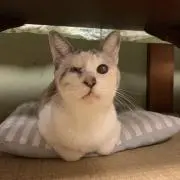 ミーたんの画像
