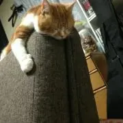 サーターアンダギッシュの画像