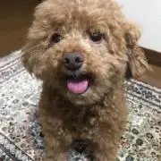 ドラの画像